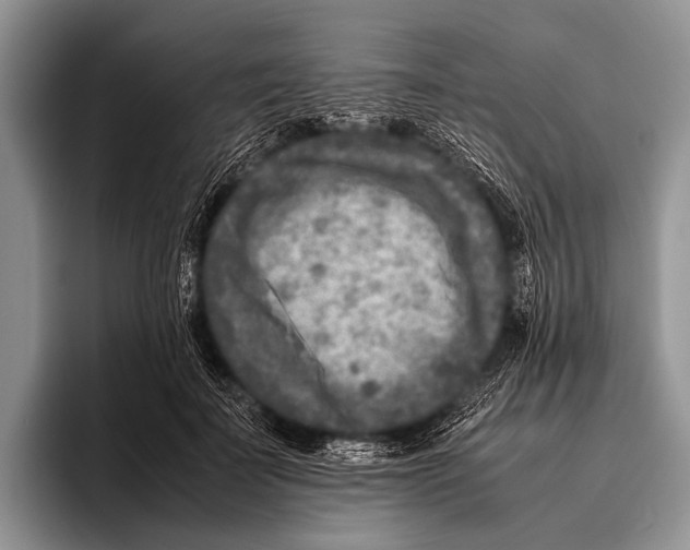 X0000095940699200802081237