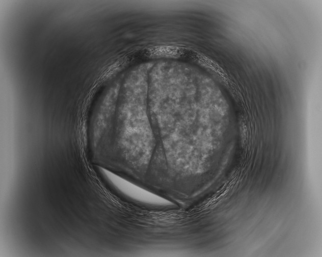 X0000095940729200802081237