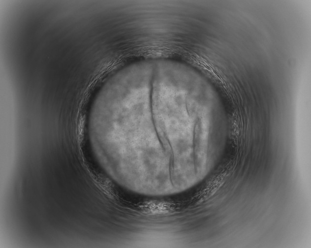 X0000095940742200802081237