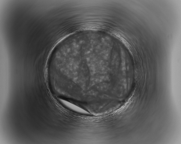 X0000095940779200802081236