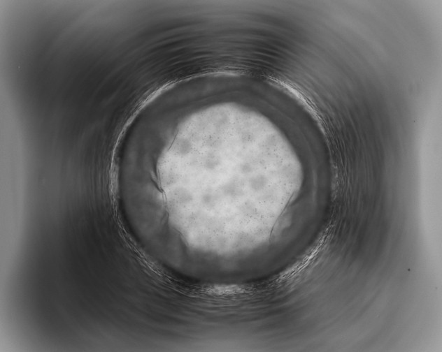 X0000095940835200802081235