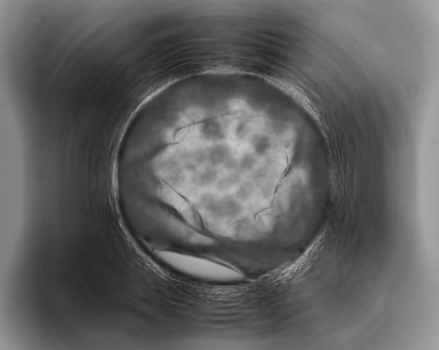 X0000095940839200802081235