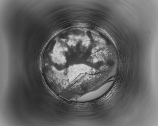 X0000095940851200802081236