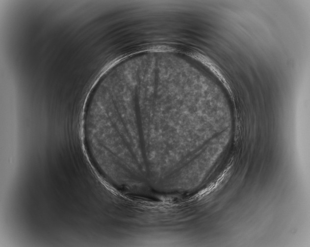 X0000095940853200802081236