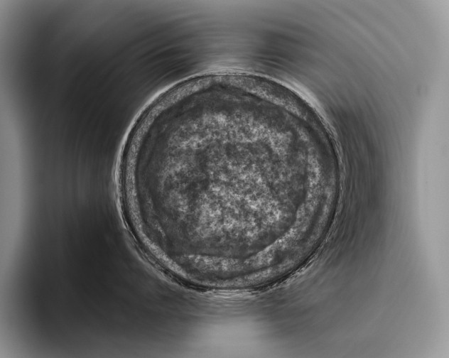 X0000095940864200802081236