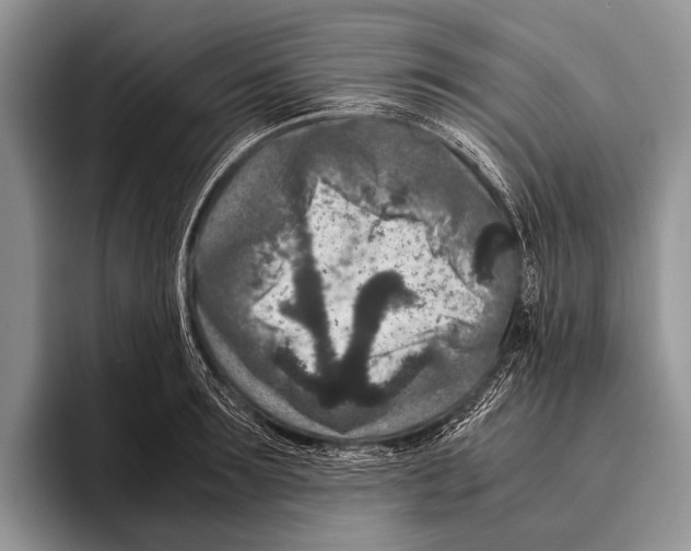 X0000095940899200802081235