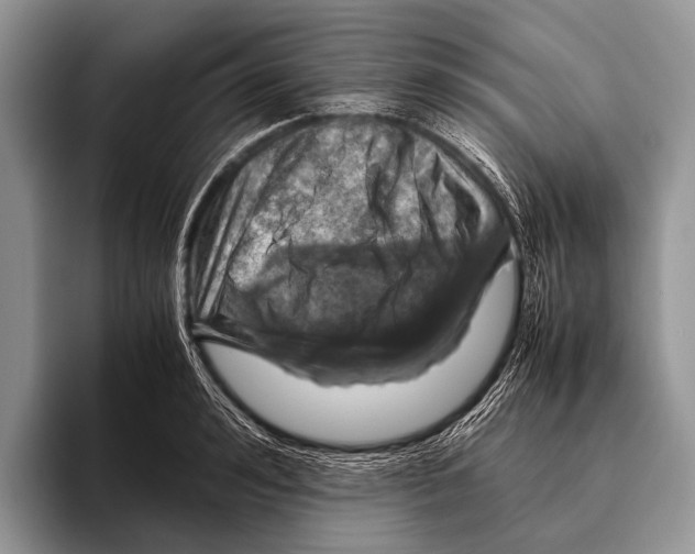 X0000095940992200802081233