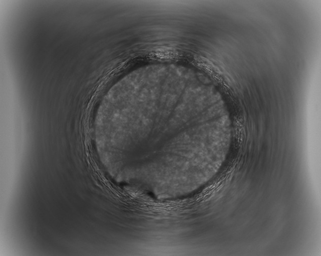 X0000095941009200802081233