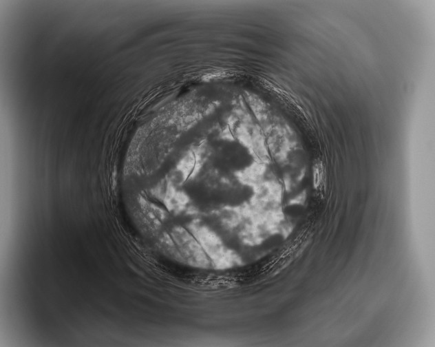 X0000095941011200802081233