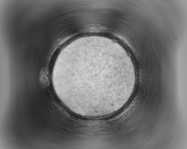 X0000095941018200802081233