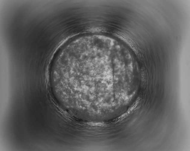 X0000095941023200802081233