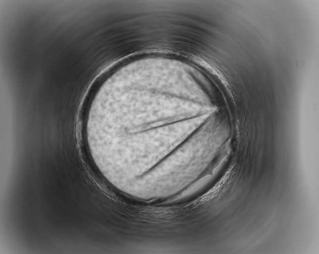 X0000095941029200802081233