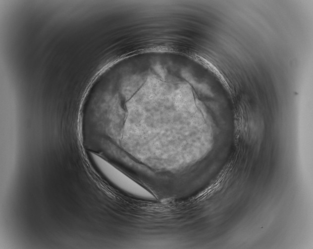 X0000095941035200802081233