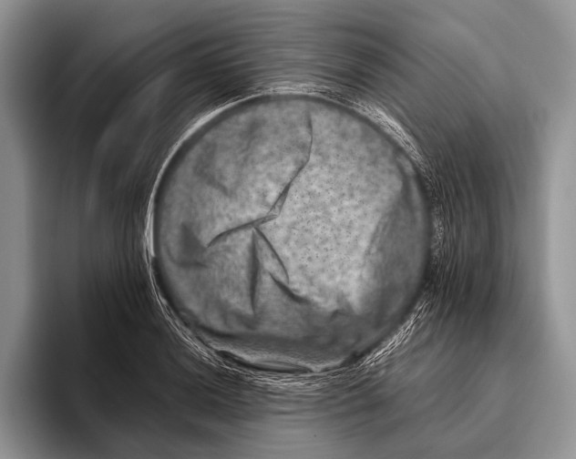 X0000095941036200802081233