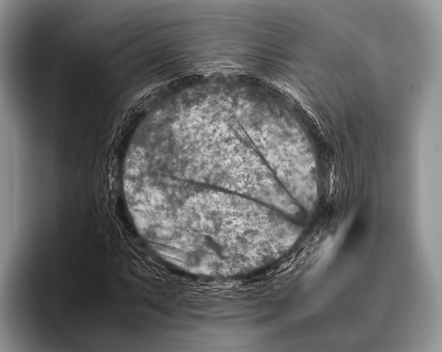 X0000095941063200802081233