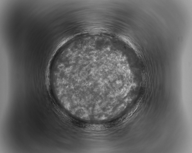 X0000095941071200802081232