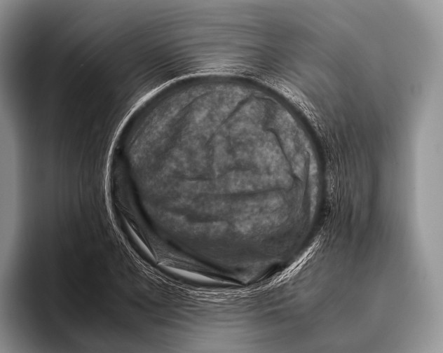 X0000095941077200802081232