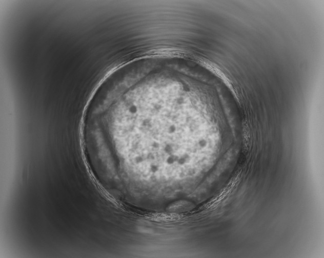 X0000095941091200802081232