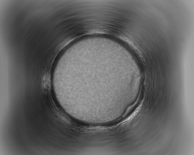 X0000095941113200802081231