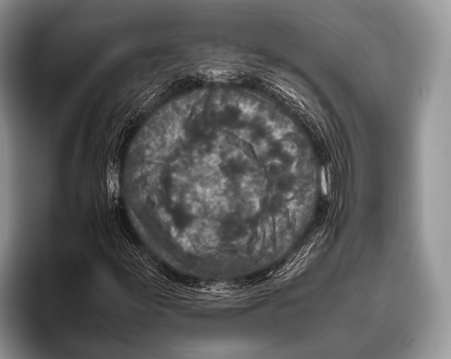 X0000095941155200802081231