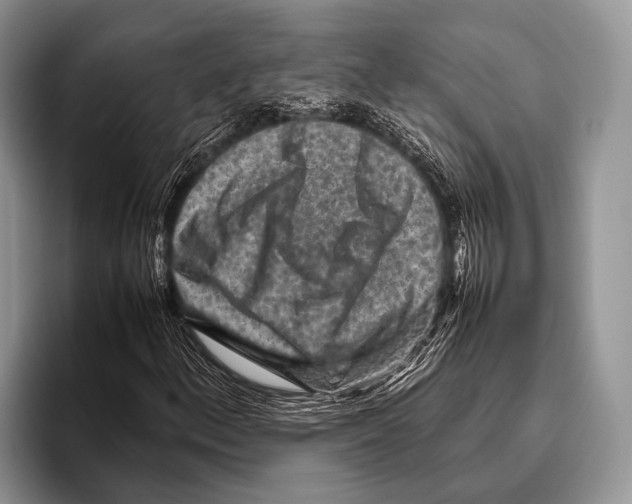 X0000095941156200802081231