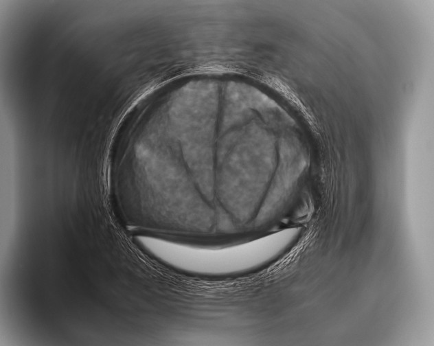 X0000095941173200802081231