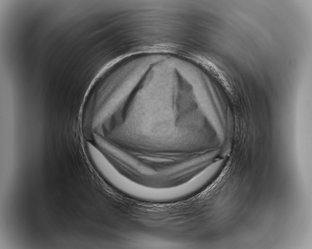 X0000095941184200802081231