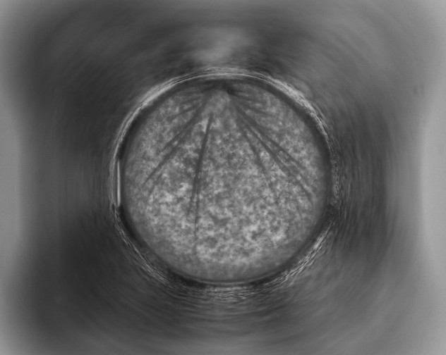 X0000095941223200802081230