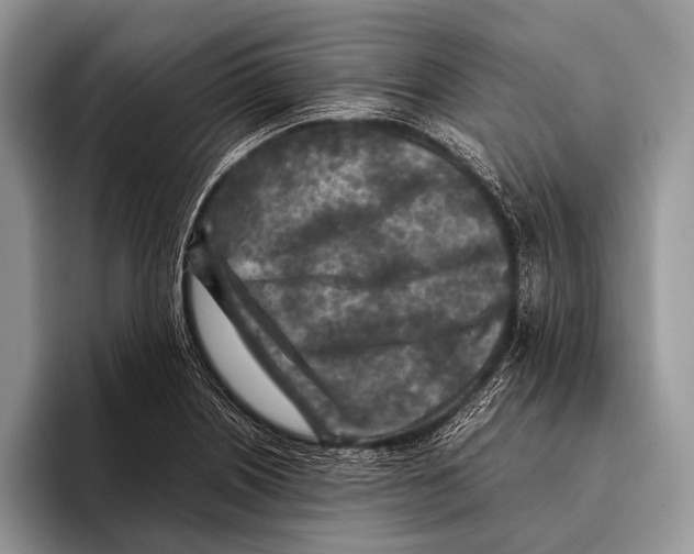 X0000095941226200802081230