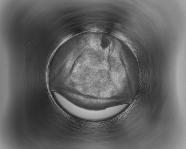 X0000095941235200802081230