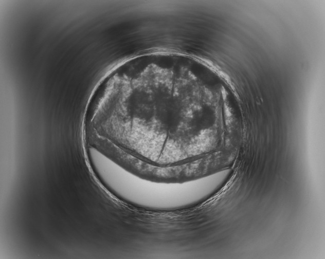 X0000095941239200802081230