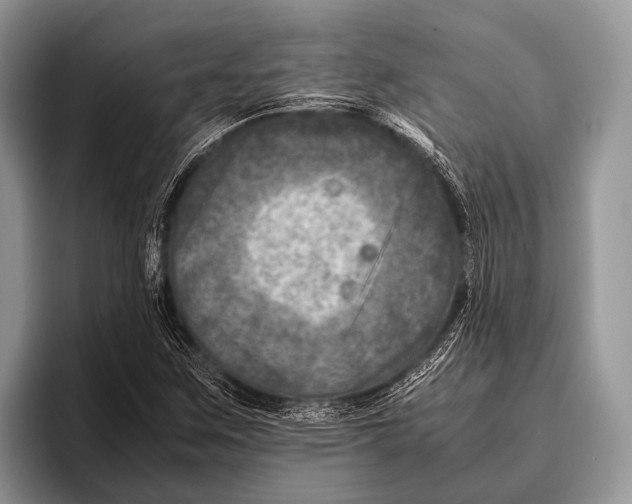 X0000095941259200802081230