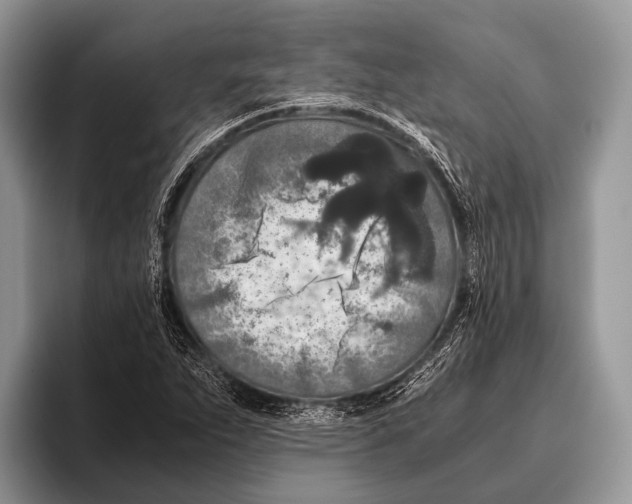 X0000095941263200802081230