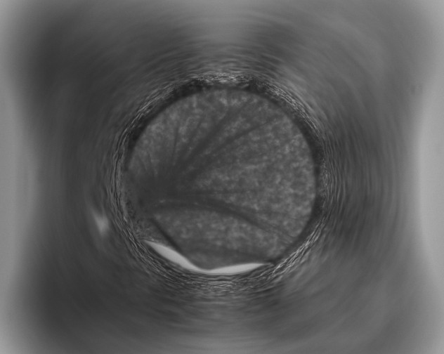 X0000095941297200802081229