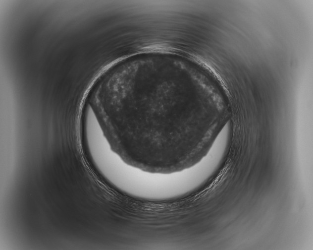 X0000095941323200802081229