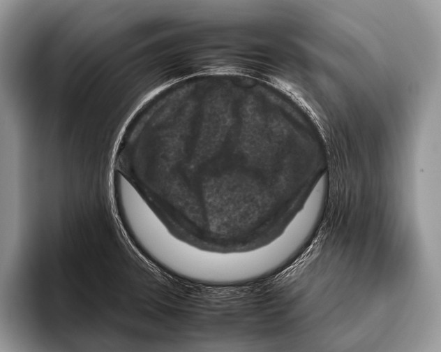 X0000095941331200802081229