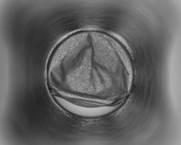 X0000095941335200802081229