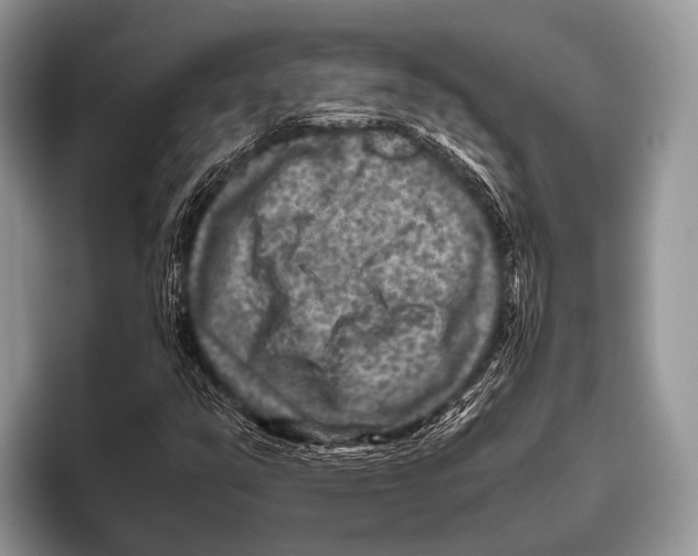 X0000095941351200802081229