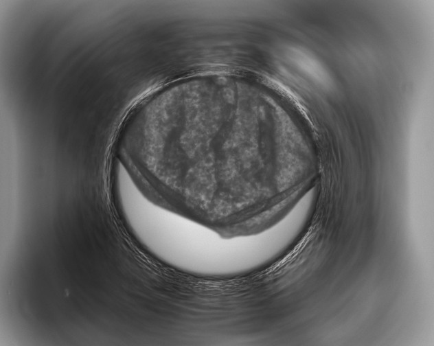 X0000095941411200802081228