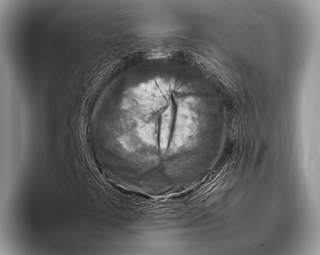 X0000095941441200802081227