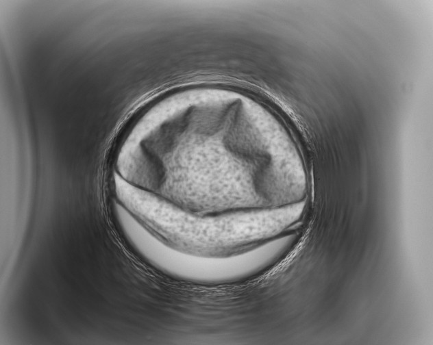 X0000095941501200802081226