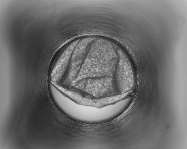 X0000095941505200802081226