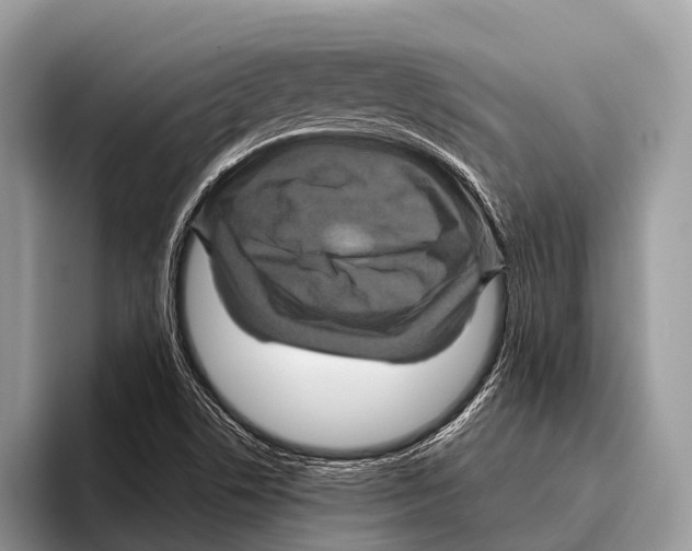 X0000095941506200802081226