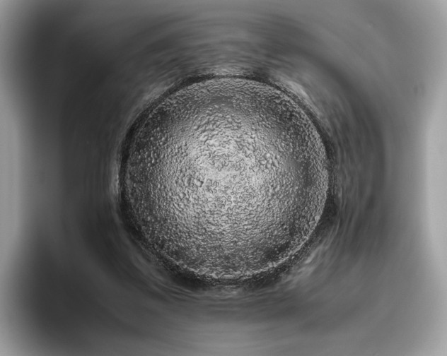 X0000095950299200801111355