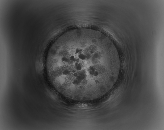 X0000095950687200801111350