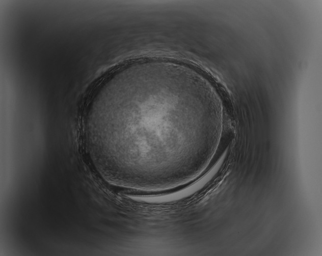 X0000095951494200801111339