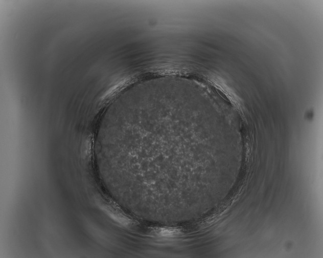 X0000095950165200801181430