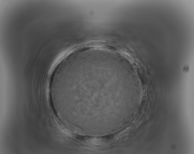 X0000095950293200801181428