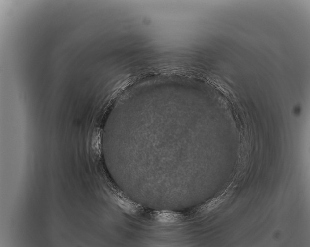 X0000095950336200801181428