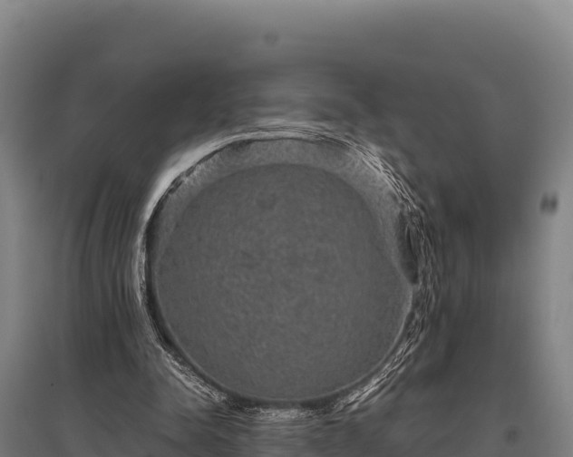 X0000095950342200801181427